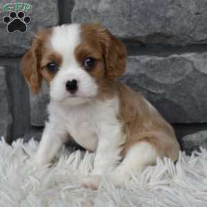 Brady, Cavalier King Charles Spaniel Puppy