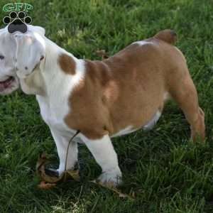 Tessa, Beabull Puppy
