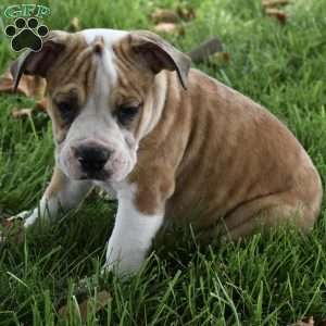 Dozer, Beabull Puppy
