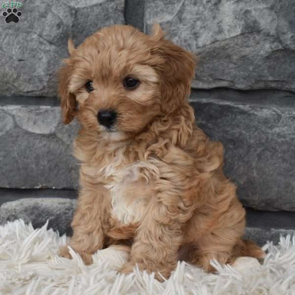 Maple, Cavapoo Puppy