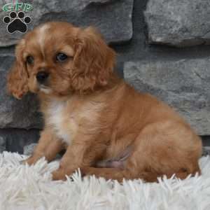 Blaze, Cavalier King Charles Spaniel Puppy