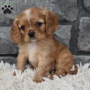 Blaze, Cavalier King Charles Spaniel Puppy