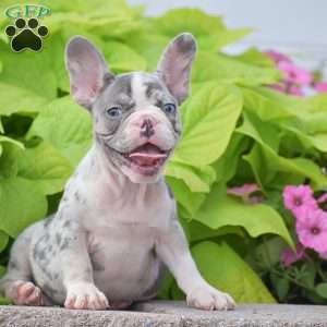 Laura, French Bulldog Puppy
