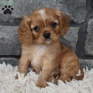 Blaze, Cavalier King Charles Spaniel Puppy