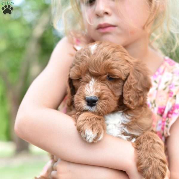 Charlie, Mini Goldendoodle Puppy