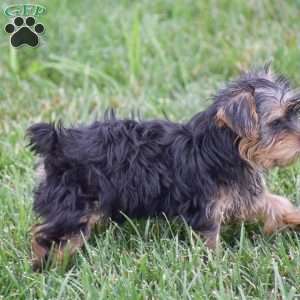 Romeo, Yorkie Puppy