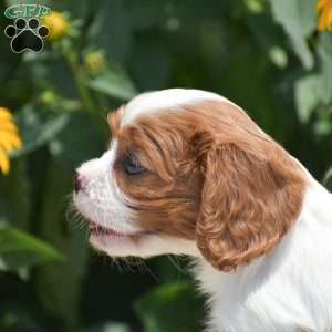 Bethany, Cavalier King Charles Spaniel Puppy