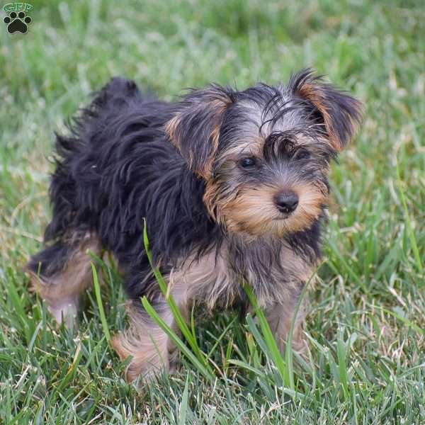 Romeo, Yorkie Puppy