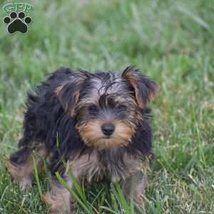 Romeo, Yorkie Puppy