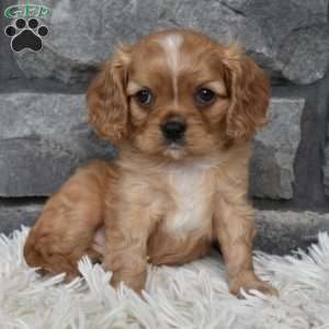 Blaze, Cavalier King Charles Spaniel Puppy