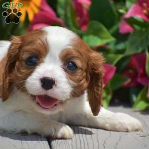 Bethany, Cavalier King Charles Spaniel Puppy