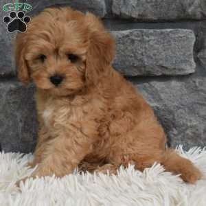 Maggie, Cavapoo Puppy