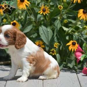 Bethany, Cavalier King Charles Spaniel Puppy
