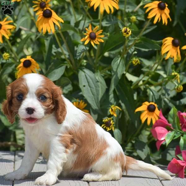Bethany, Cavalier King Charles Spaniel Puppy