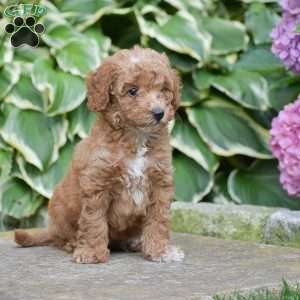 Miley, Mini Goldendoodle Puppy