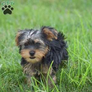 Romeo, Yorkie Puppy