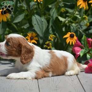Bethany, Cavalier King Charles Spaniel Puppy