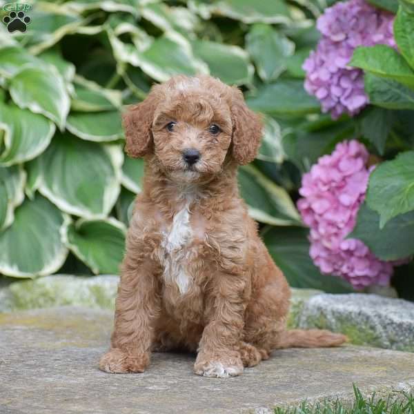 Miley, Mini Goldendoodle Puppy