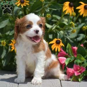 Blessing, Cavalier King Charles Spaniel Puppy