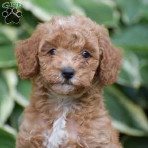 Miley, Mini Goldendoodle Puppy