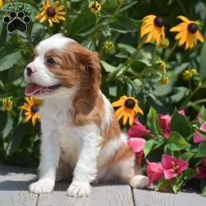 Blessing, Cavalier King Charles Spaniel Puppy