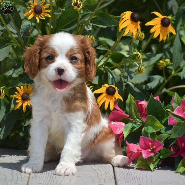 Blessing, Cavalier King Charles Spaniel Puppy
