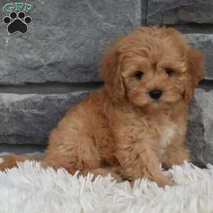 Maggie, Cavapoo Puppy