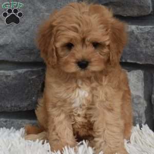 Maggie, Cavapoo Puppy