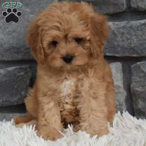 Maggie, Cavapoo Puppy