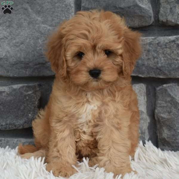 Maggie, Cavapoo Puppy