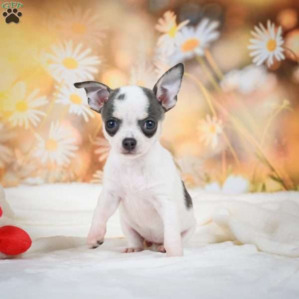Luna, Chihuahua Puppy
