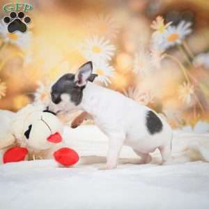 Luna, Chihuahua Puppy