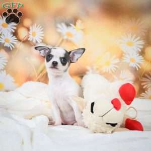 Luna, Chihuahua Puppy