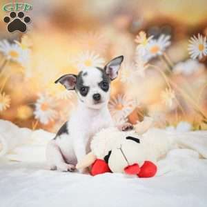 Luna, Chihuahua Puppy
