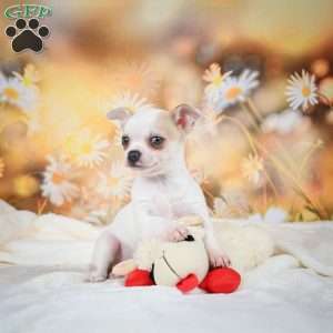 Ollie, Chihuahua Puppy