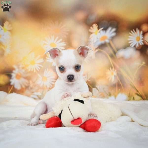 Ollie, Chihuahua Puppy