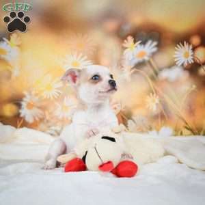 Ollie, Chihuahua Puppy