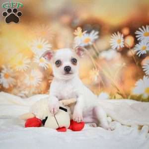 Ollie, Chihuahua Puppy