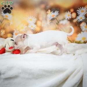 Ollie, Chihuahua Puppy
