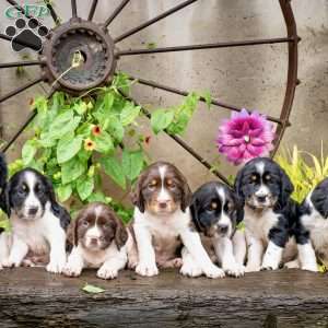 Lily, English Springer Spaniel Puppy