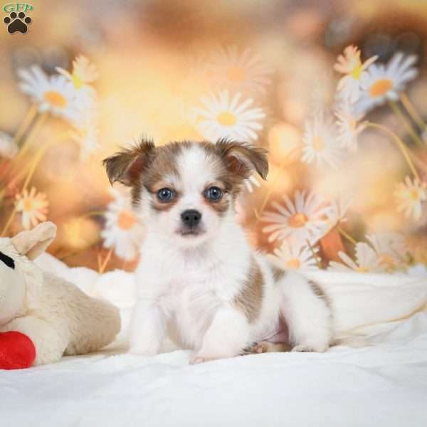 Finn, Chihuahua Puppy