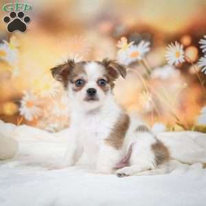 Finn, Chihuahua Puppy