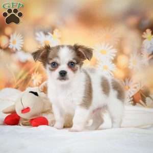Finn, Chihuahua Puppy