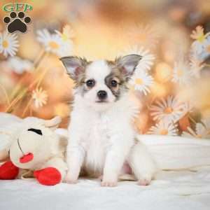 Raven, Chihuahua Puppy