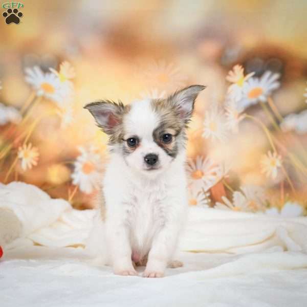 Raven, Chihuahua Puppy