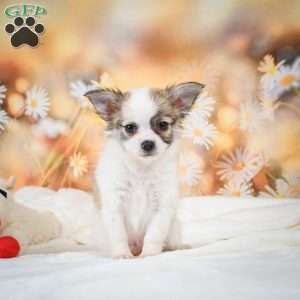 Raven, Chihuahua Puppy