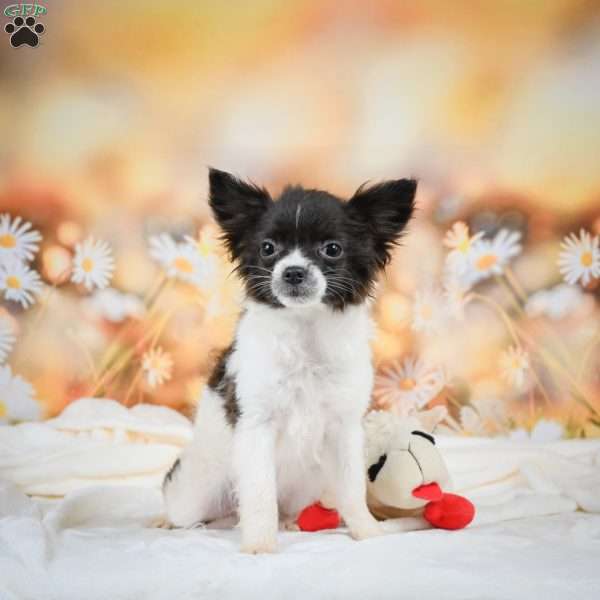 Waffles, Chihuahua Puppy