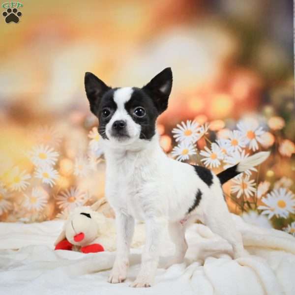 Puddles, Chihuahua Puppy