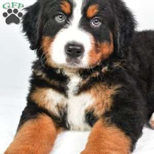 Cody, Bernese Mountain Dog Puppy