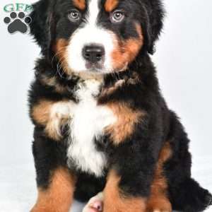 Cody, Bernese Mountain Dog Puppy
